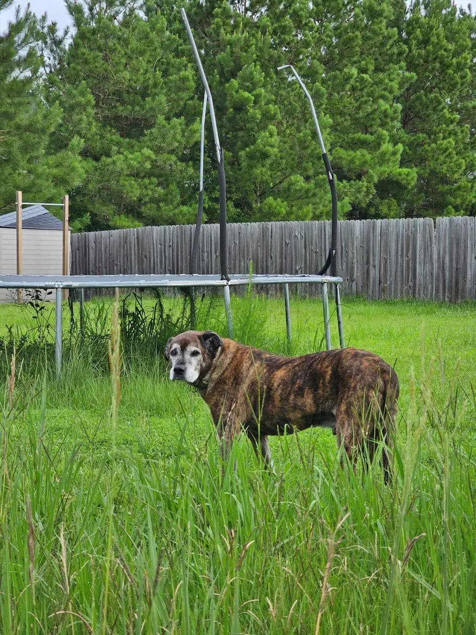 Senior dog in the yard